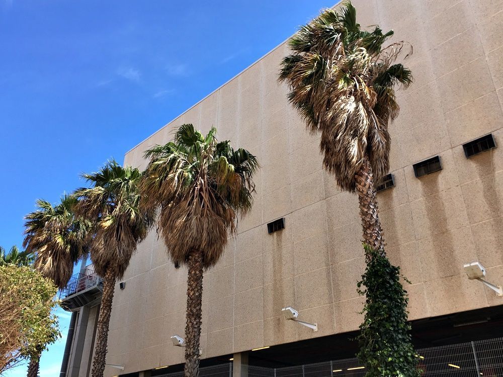 La Ciudad iniciará la próxima semana un estudio biomecánico de estabilidad de las palmeras